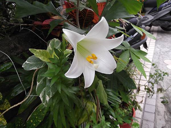 百合花開DSCF9252