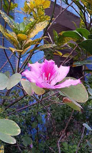 豔紫荊開花,變葉木開花,玫瑰開花,黃蝦花開花(104.03.09 )