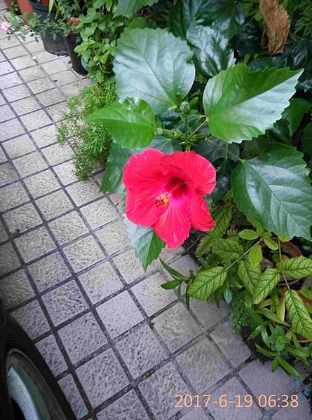 IMG_20170619_063831扶桑花開.JPG