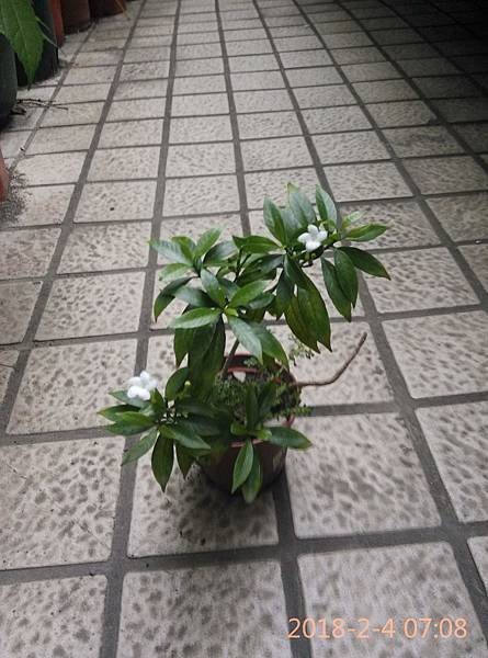 IMG_20180204_070837珍珠馬茶開花.JPG