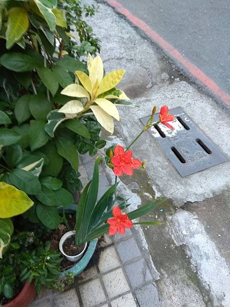 射干花開花7.jpg