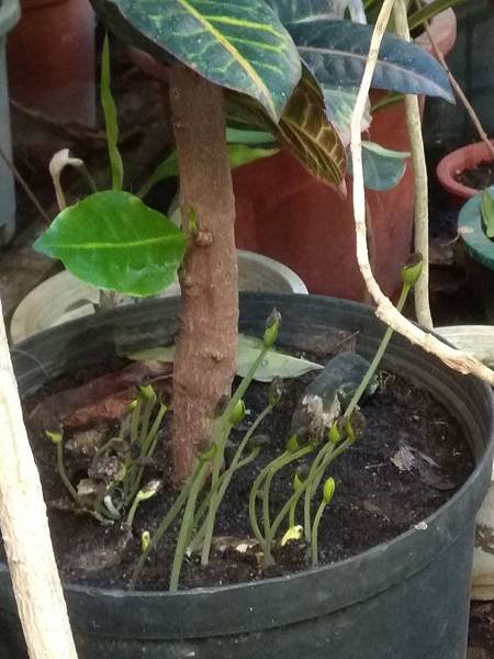 西瓜種子發芽1.jpg
