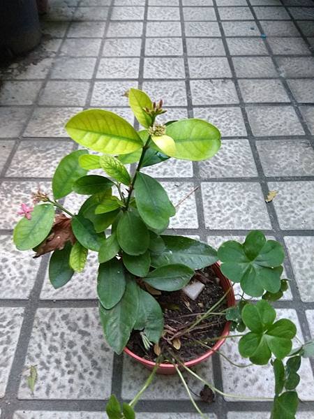 大花仙丹1.jpg