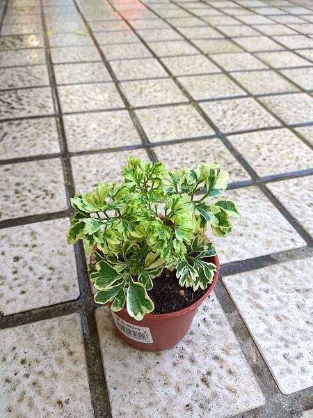 雪花桐 1.JPG