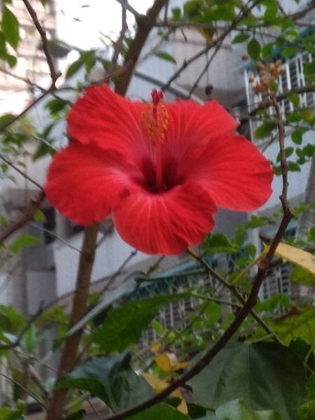 扶桑花(朱槿)開花IMG_20190319_063750.jpg