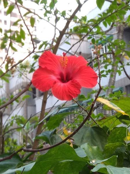 扶桑花(朱槿)開花IMG_20190319_063753.jpg