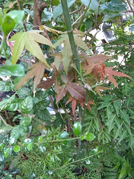 青楓新芽IMG_20190325_064608.jpg