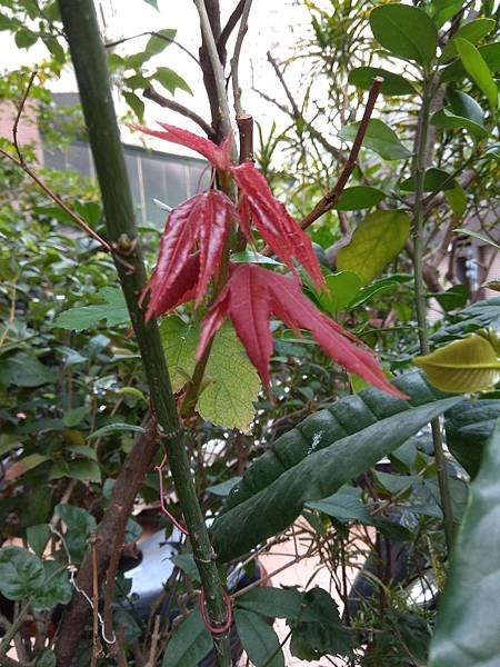 青楓新芽IMG_20190325_064627.jpg