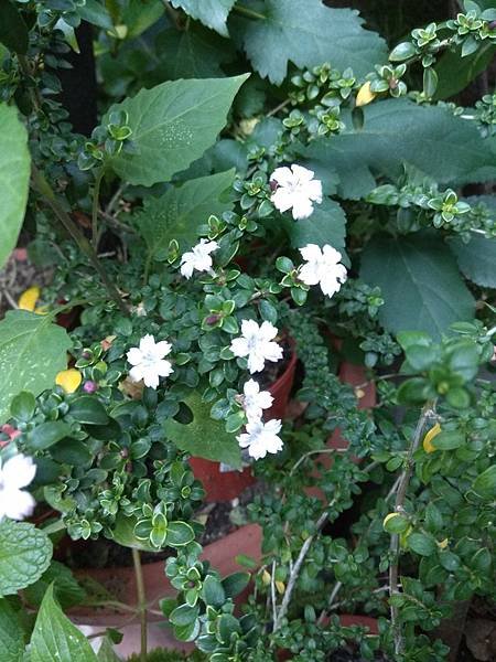 紫丁香木開花IMG_20190322_064052.jpg