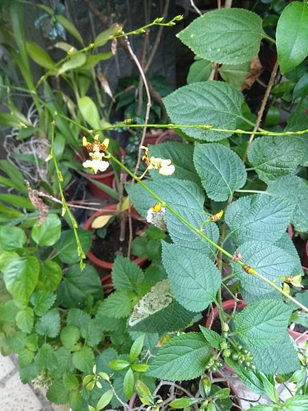 文心蘭開花IMG_20190327_064351.jpg