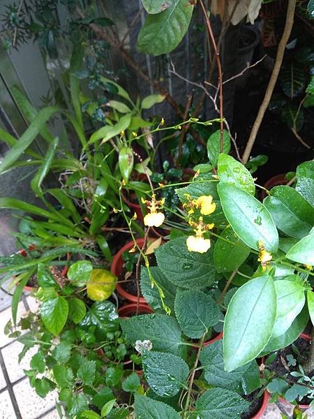 文心蘭開花IMG_20190331_070302.jpg