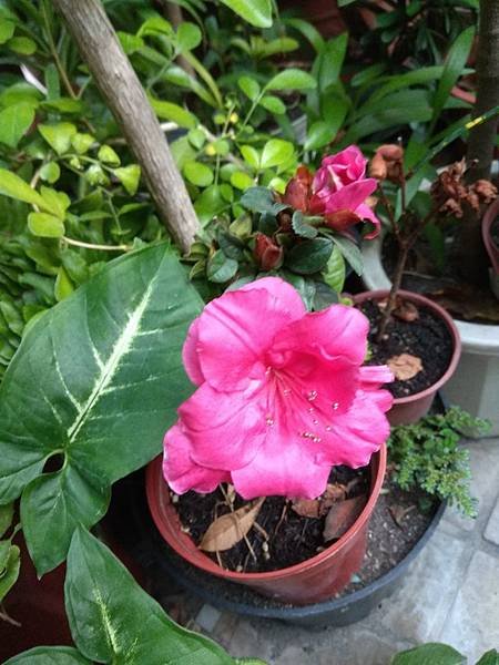 杜鵑花開花IMG_20190303_063913.jpg