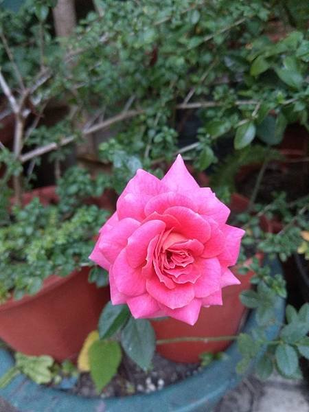 粉紅玫瑰開花IMG_20190316_173430.jpg