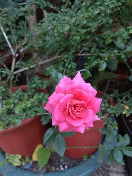 粉紅玫瑰開花IMG_20190316_173425.jpg
