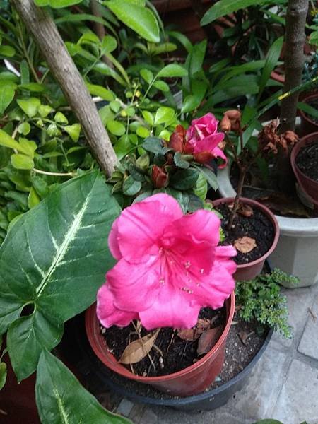杜鵑花開花IMG_20190303_063915.jpg