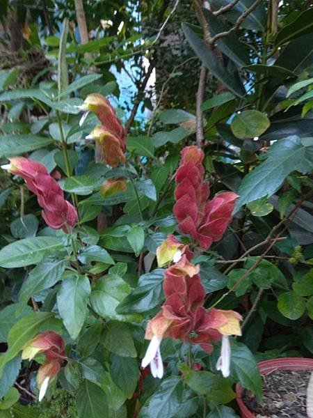 黃蝦花開花IMG_20190316_173444.jpg