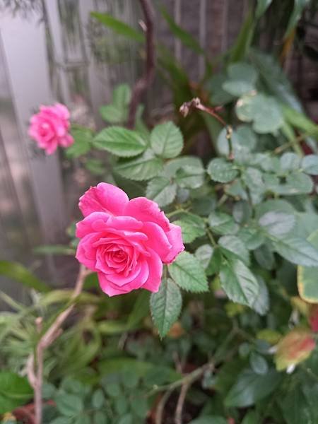 玫瑰開花.jpg