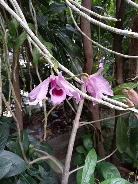 石斛蘭開花3.jpg