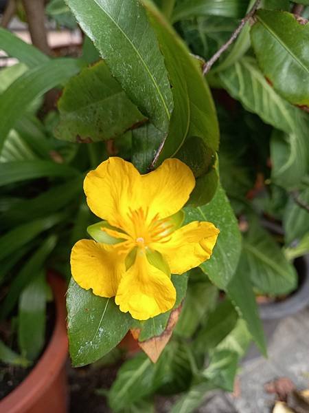 黃花桂梅開花.jpg