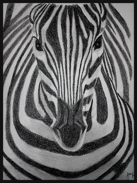 2014 11 12 Zebra