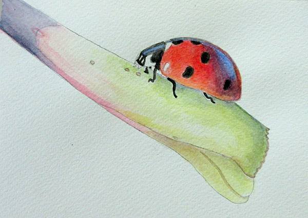 Ladybird by watercolor pencils 瓢蟲 水彩色鉛筆