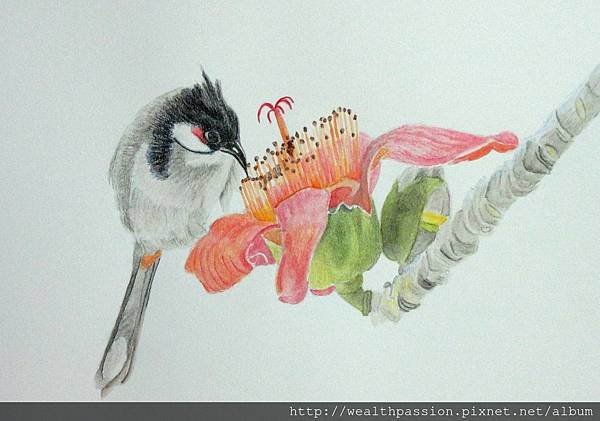 木棉花上的紅耳鵯 (水彩色鉛筆) Red-whiskered bulbul on a cotton tree (watercolor pencils)