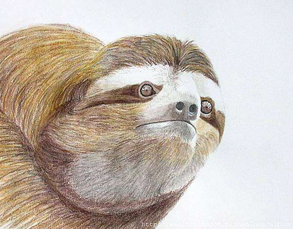 sloth.jpg