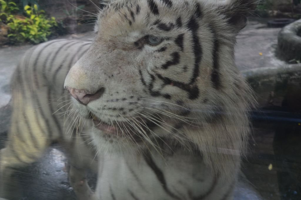 動物園的白老虎