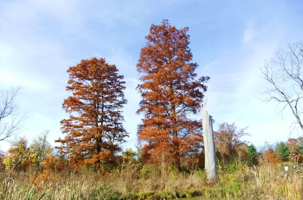 Forrest Park 秋天