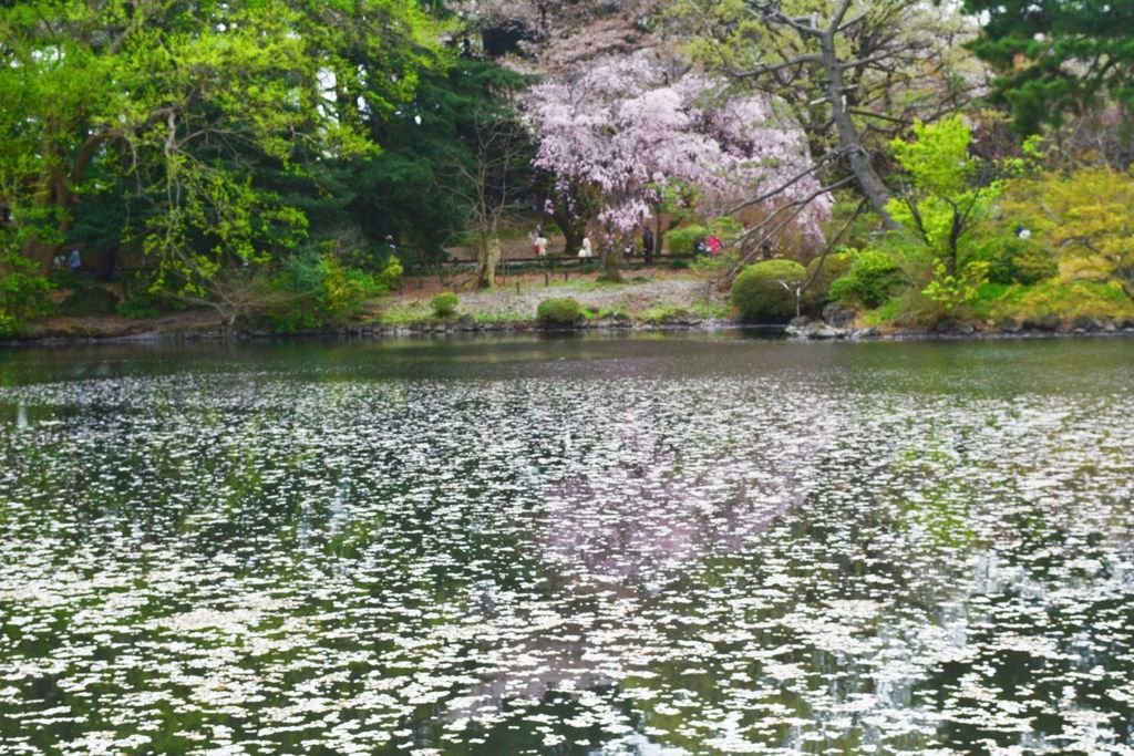 新宿御苑的櫻花