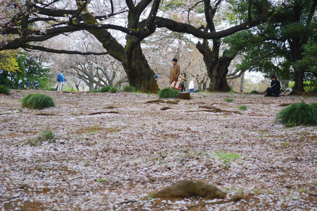 新宿御苑的滿地櫻花