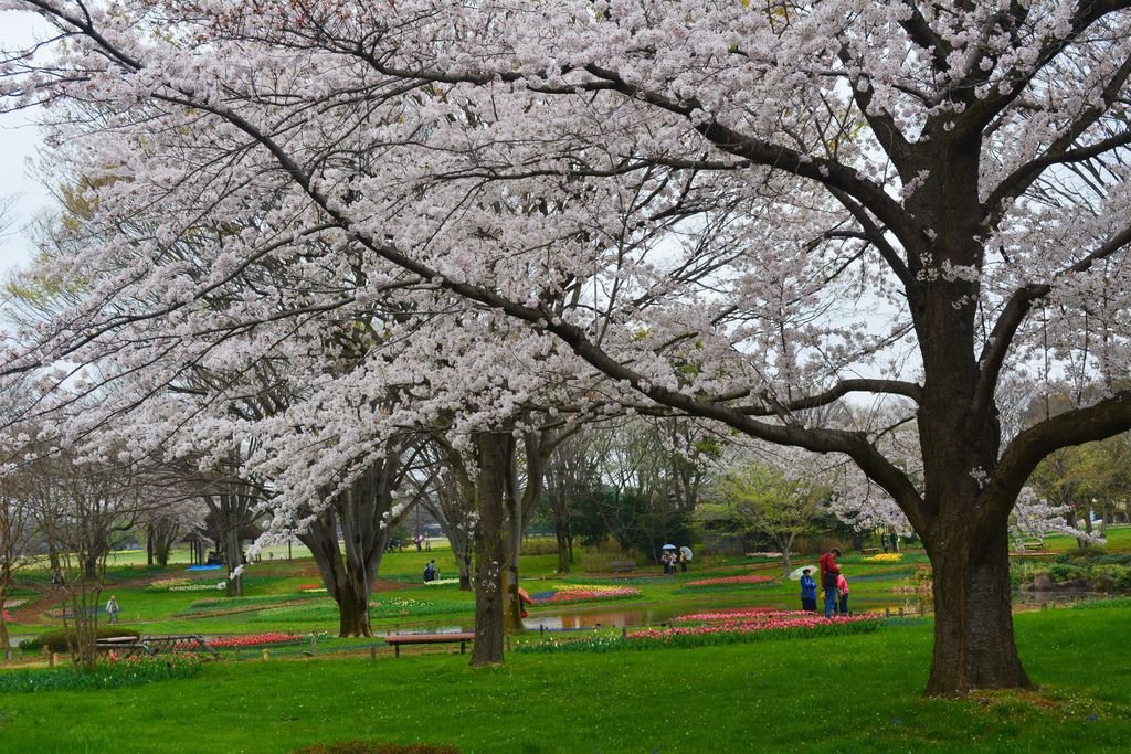 國營昭和記念公園