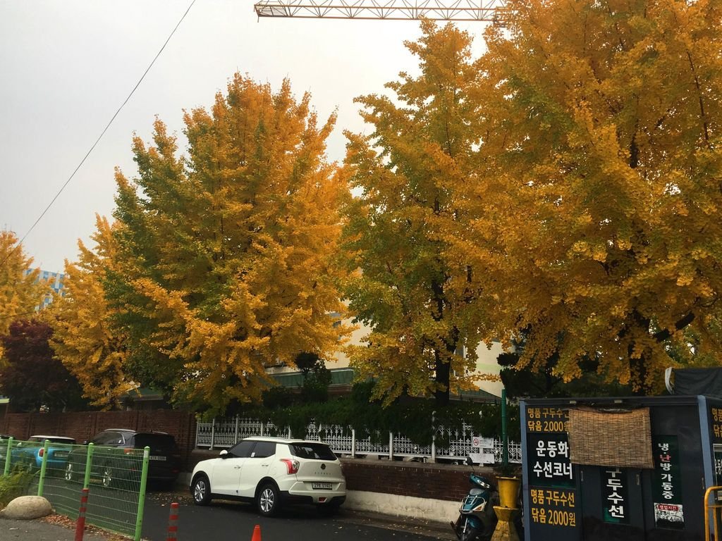 相片 2018-11-7 下午3 55 03.jpg