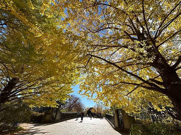 這不是最美的銀杏 @東京 國營昭和紀念公園 西立川口