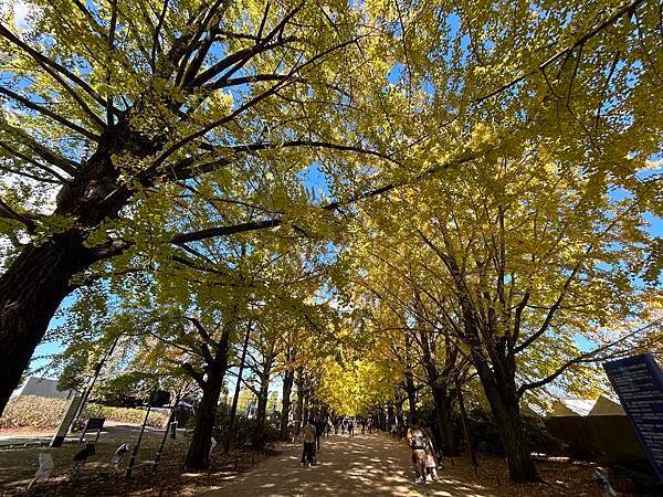 這不是最美的銀杏 @東京 國營昭和紀念公園 西立川口