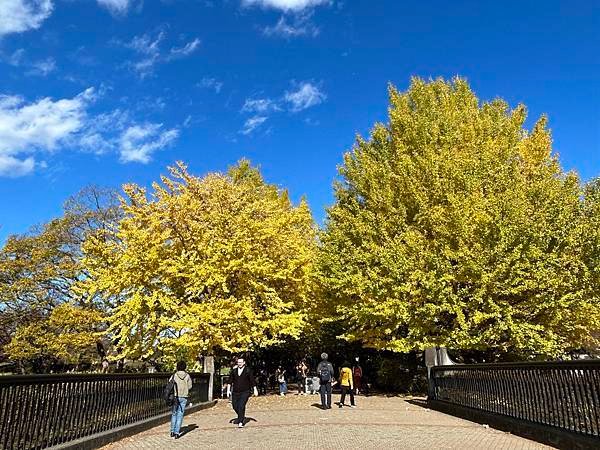 這不是最美的銀杏 @東京 國營昭和紀念公園 西立川口