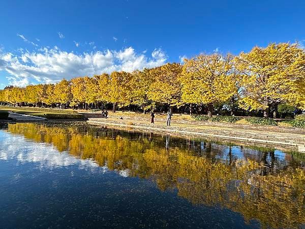 銀杏的倒影@東京 國營昭和紀念公園 立川