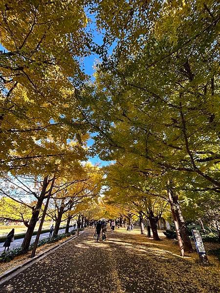 銀杏的倒影@東京 國營昭和紀念公園 立川