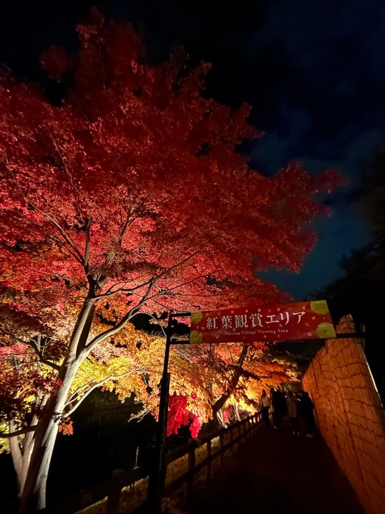 最美的不是夜楓@弘前公園