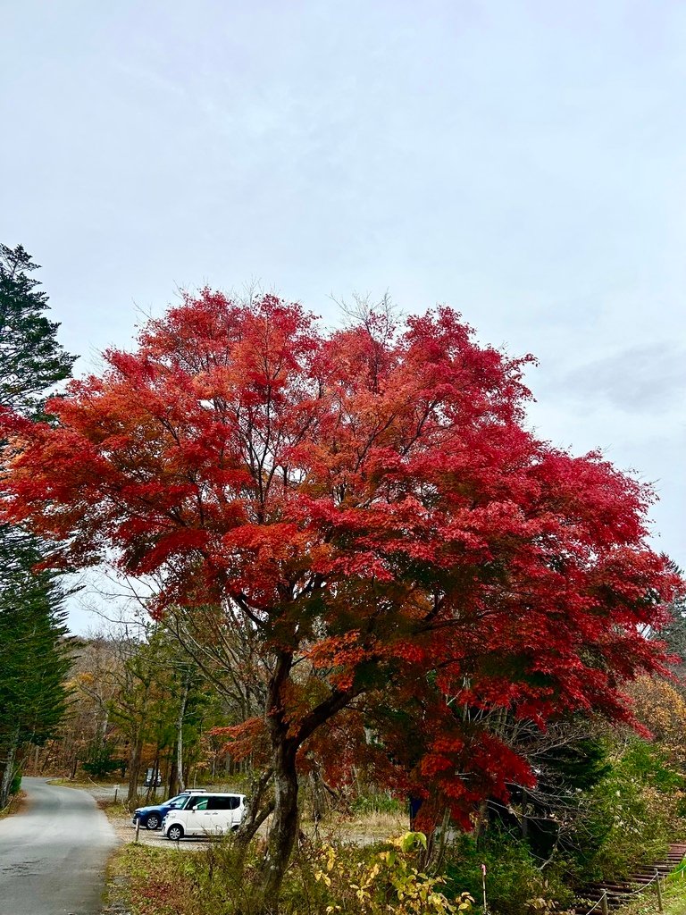 需要提早排隊嗎?@青森 奧入瀨溪流交通