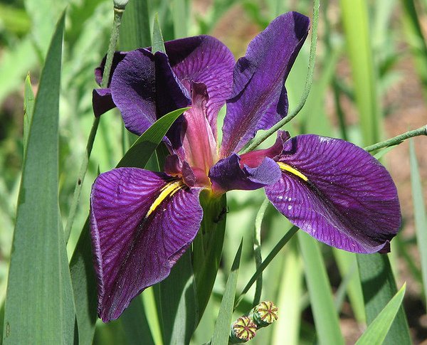 Iris Black Gamecock