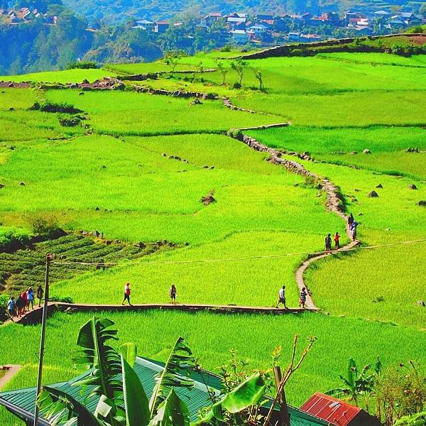 科迪勒拉 Cordilleras 巴達德 Bated 邦雅安 Bangaan 洪瑞 Hungduan 梅悠瑤 Mayoyao 納加卡丹 Nagacadan  .jpg