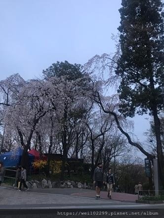 首爾景點·最浪漫必去夜景｜登上首爾至高點·南山公園賞櫻花與首爾塔交通與票價·鎖上你們的愛情💓鎖頭 (63).jpg