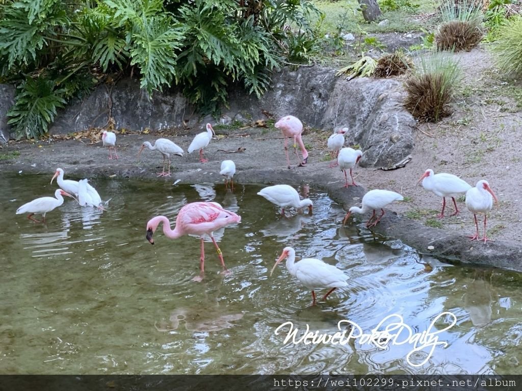 奧蘭多迪士尼Animal Kingdom動物王國一日全攻略｜我最喜歡的館：超真實阿凡達！滿滿動物看不完！開館衝哪必玩設施最好玩有哪些！Florida Disney 2020184.jpg