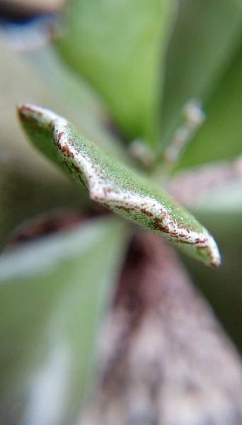 IMAG4443_BURST001 (455x800) (455x800)
