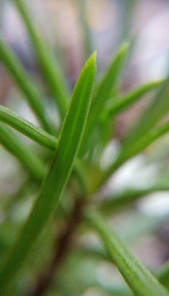 IMAG4478_BURST002 (455x800)