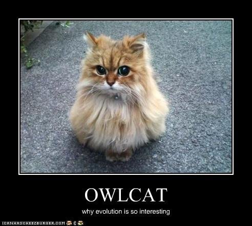 owlcat.jpg