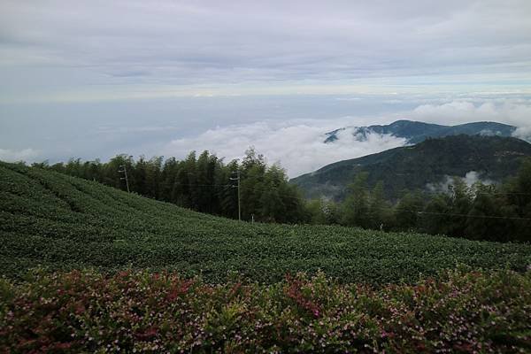 雲嶺之丘_201211_58.jpg