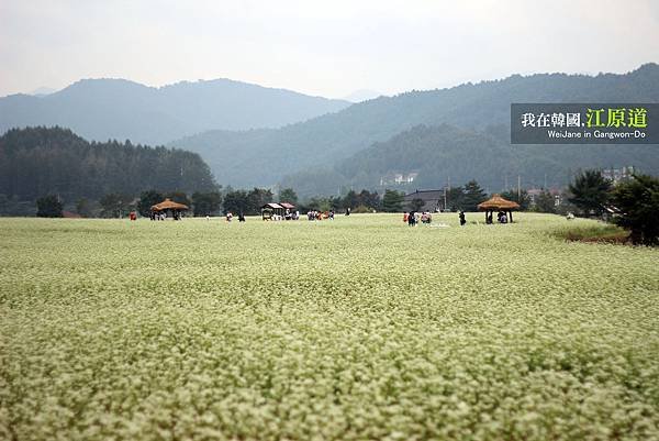 蕎麥田