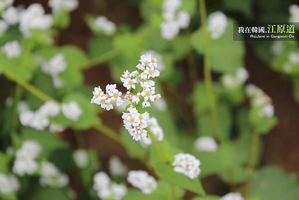 蕎麥花兒